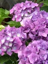 Ortensia Hydrangea Royalty Free Stock Photo