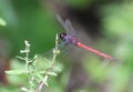 A Tropical King Skimmer