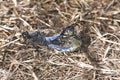 Orthetrum brunneum / blue skimmer