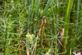 Orthetrum cancellatum female, yellow dragonfly, also known as black-tailed skimmer