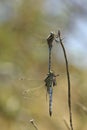 Orthetrum chrysostigma en cancellatum