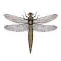 Orthetrum dragonfly female - 3D render Royalty Free Stock Photo