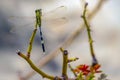 Orthetrum Sabina, Dragonfly on a Rose Plant Royalty Free Stock Photo