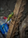 Orthetrum Sabina Royalty Free Stock Photo