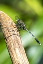 The Orthetrum Sabina Royalty Free Stock Photo