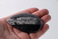 Orthoceras fossil specimen, in open hand, polished specimen of cephalopds