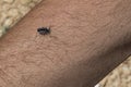 Dwarf Fat-tailed Scopion Orthochirus Scrobiculosus Negebensis on a Man`s Arm Royalty Free Stock Photo