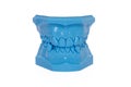 Orthodontic Teeth blue model used in dentistry Royalty Free Stock Photo