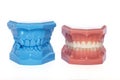 Orthodontic Teeth Models used in dentistry Royalty Free Stock Photo