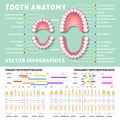 Orthodontist human tooth anatomy vector infographics with teeth diagrams Royalty Free Stock Photo