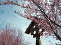 orthodox croos and flowering trees in Maramures