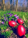 Orthodox Easter celebrations. eggs painted red trough Viola odorata flowers in the green glade near the forest Royalty Free Stock Photo