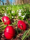 Orthodox Easter celebrations. eggs painted red trough Viola odorata flowers in the green glade near the forest Royalty Free Stock Photo
