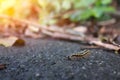 Orthomorpha coarctata on asphalt road with bright sunlight. Royalty Free Stock Photo