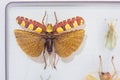 Orthoptera locust Royalty Free Stock Photo