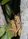 Orthoptera