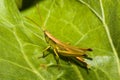 Orthoptera, orthopteran Royalty Free Stock Photo