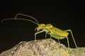 Orthoptera are paurometabolic insects with chewy mouthparts.