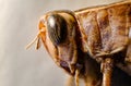 Extreme focus stack macro shot of a grasshopper's head, compound eye, and thorax Royalty Free Stock Photo