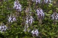 Orthosiphon aristatus or Cat`s Whiskers bush with purple flower stems