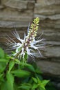 Snowy white bloom of Orthosiphon aristatus or Cat Whiskers, with long elegant stamens, from which the plant got its name