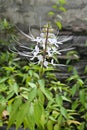 Stamens of Orthosiphon aristatus extend outwards up to twice as long as the flower, giving the impression of cat`s whiskers