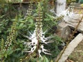 Orthosiphon aristatus or cat whiskers flowers