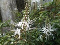 Orthosiphon aristatus flowers on closeups or cat whiskers