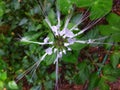 Orthosiphon aristatus flower or cat's whiskers flower.