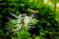 Orthosiphon aristatus or known as cat's whiskers is a plant from the Lamiaceae Labiatae family.