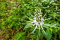 Orthosiphon aristatus or known as cat's whiskers is a plant from the Lamiaceae Labiatae family.