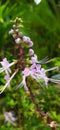 Orthosiphon aristatus medicinal plants for health