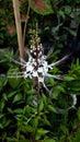 Orthosiphon aristatus photo Plant