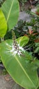 Orthosiphon aristatus Plant, background Orthosiphon aristatus Plant, taken from a close-up