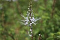 Cambodia. Orthosiphon aristatus. Siem Reap province.