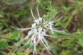 Orthosiphon aristatus. is a plant species in the family of Lamiaceae Labiatae