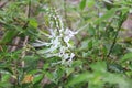 Orthosiphon aristatus. is a plant species in the family of Lamiaceae Labiatae