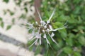 Orthosiphon Stamineus herb or java tee plant with flowers.