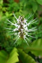 Orthosiphon Stamineus Herbs - Misai Kucing Herbs Royalty Free Stock Photo