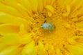 Orthostylus green bug on the yellow colored flower of daisy family. This green bug are very small which is plant eating bug of the Royalty Free Stock Photo