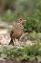 Ortolan bunting, Emberiza hortulana