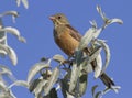 Ortolan Bunting male sitting on a tree branch.