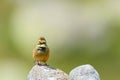 Ortolan bunting male vocalizing front view Royalty Free Stock Photo