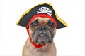 Ortrait of funny fawn French Bulldog dog dressed up with pirate hat Halloween costume