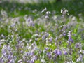 Blooming Orychophragmus violaceus