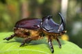 Oryctes nasicornis