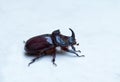 Oryctes nasicornis is a large flying beetle belonging to the subfamily Dynastinae. European rhinoceros beetle. Royalty Free Stock Photo