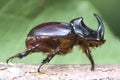 Oryctes nasicornis, male Royalty Free Stock Photo