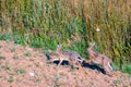 Oryctolagus cuniculus European rabbits running Royalty Free Stock Photo