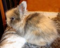 Domestic Rabbit \'Lionhead Rabbit\' (Harlequin-Colored 3 Weeks)